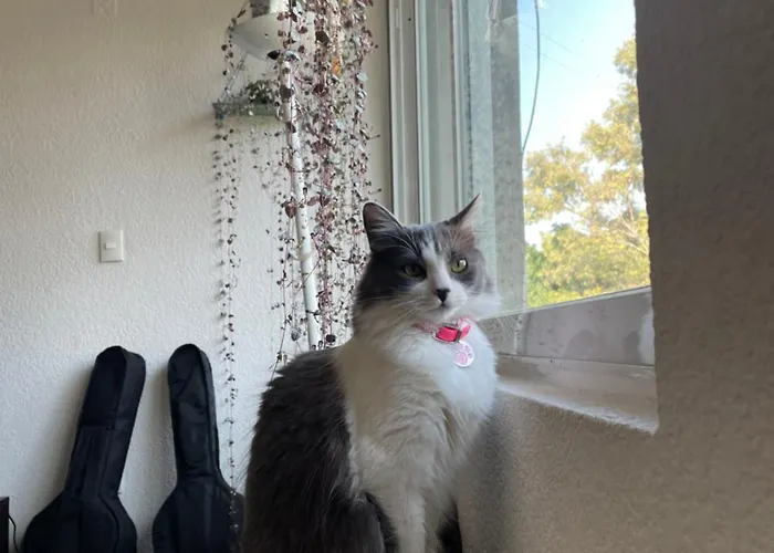 Homestay Paulina Cat's Mexico City