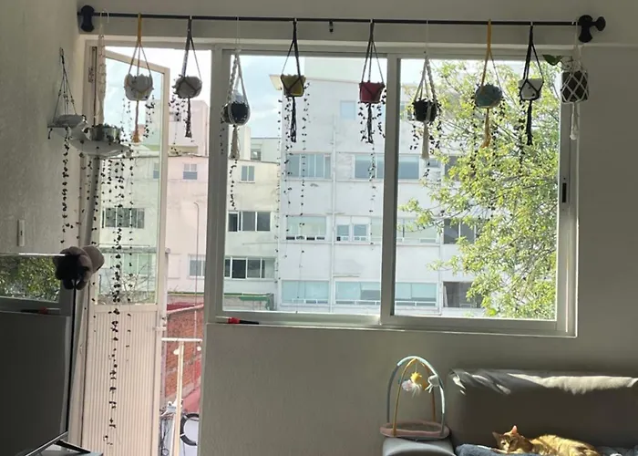 Homestay Paulina Cat's Mexico City